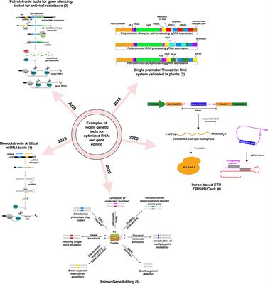 Transgene-free genome editing and RNAi ectopic application in fruit trees: Potential and limitations